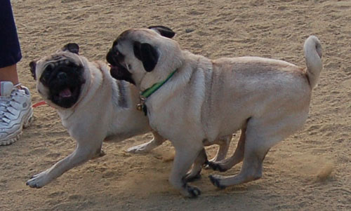 Pug and Hugs - Mountain View Dog Park Fun with Sheba, Rio and the Gang
