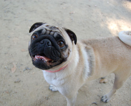Happy Puppies!!! at Toby's Party!!!
