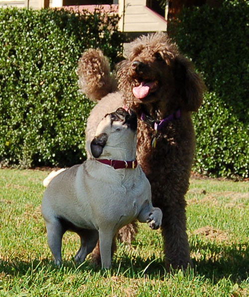 Sheba and Rio at Night