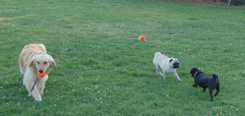 Pug and Hugs - Palo Alto Dog Park Fun with Sheba, Rio and the Gang
