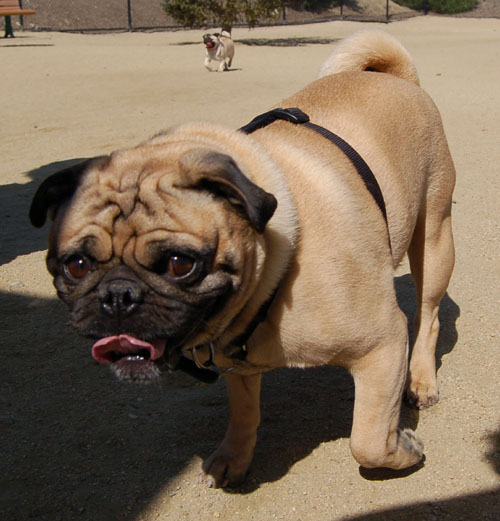 Mountain View Dog Park - April 30, 2006