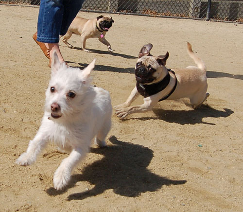 Mountain View Dog Park - April 30, 2006