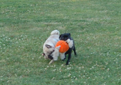 Pug and Hugs - Palo Alto Dog Park Fun with Sheba, Rio and the Gang