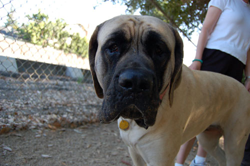 Happy Puppies!!! at Toby's Party!!!