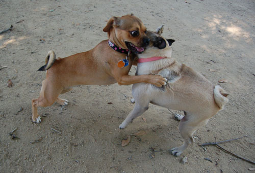 Toby going to NY party