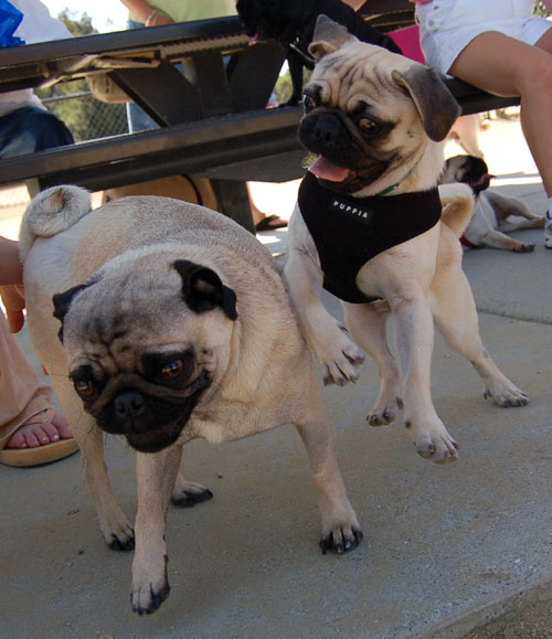 Mountain View Dog Park - April 30, 2006