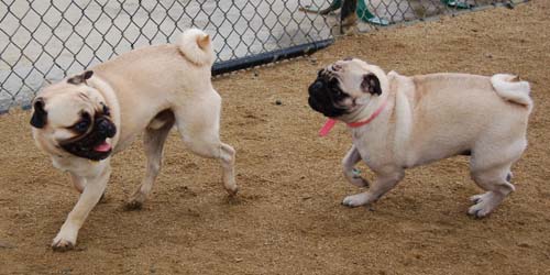 Wet Pugs - March 5, 2006