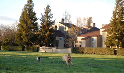 Sheba and Daisy playing in the Mud