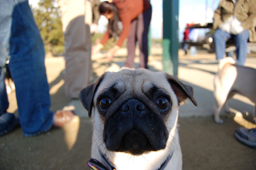 Pugs - February 19, 2006