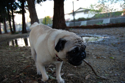 Sheba and Daisy playing in the Mud