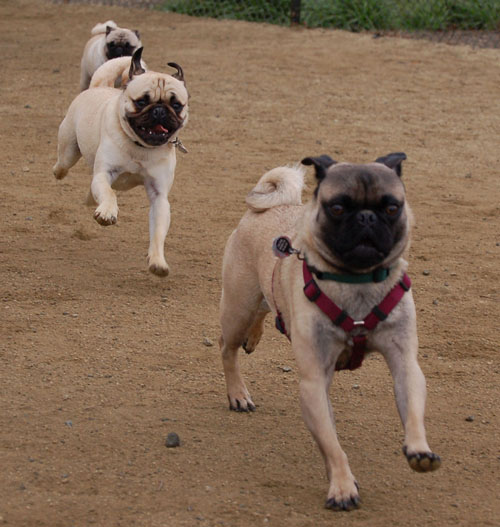 Wet Pugs - March 5, 2006