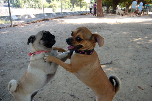 Honey and Sheba Chasing Fun