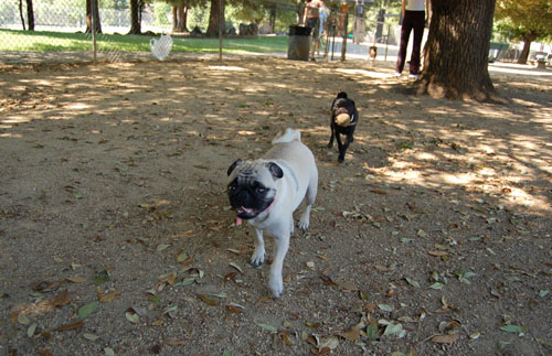 Toby going to NY party