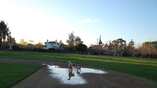 Sheba and Daisy playing in the Mud