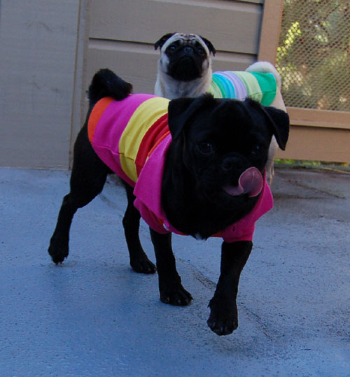 Sheba and Rio - May 1, 2006