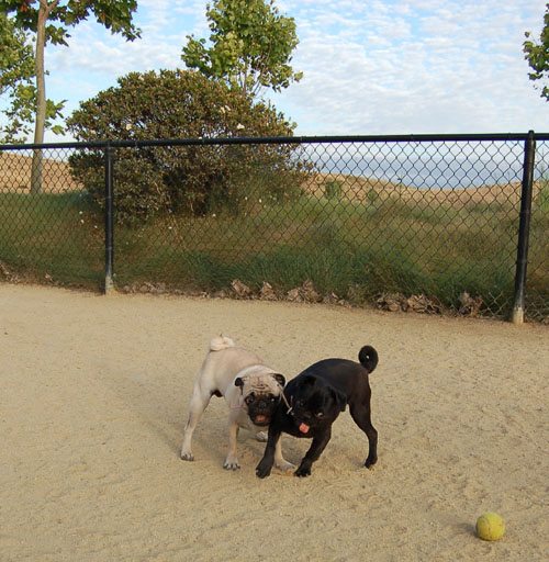 Pug and Hugs - Mountain View Dog Park Fun with Sheba, Rio and the Gang