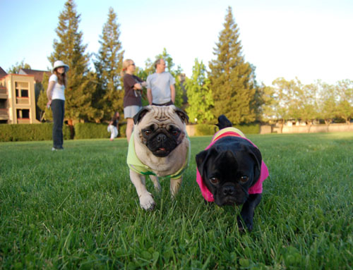 Sheba and Rio - May 1, 2006