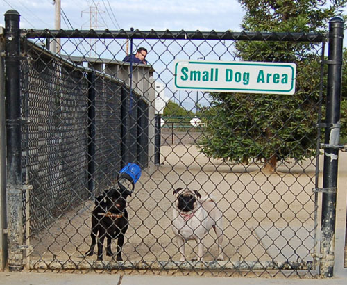 Pug and Hugs - Mountain View Dog Park Fun with Sheba, Rio and the Gang