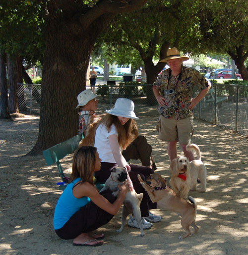 Honey and Sheba Chasing Fun