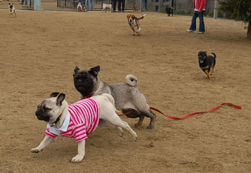 April 2, 2006 Hug Pug Park Fun