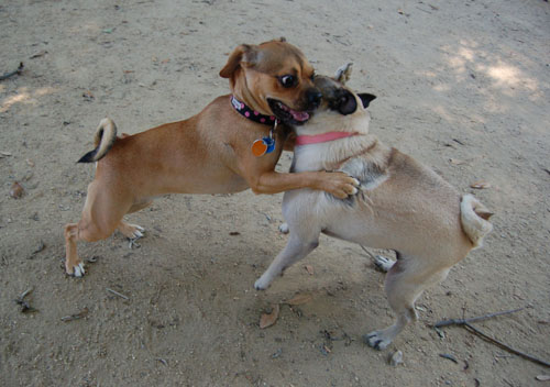 Honey and Sheba Chasing Fun