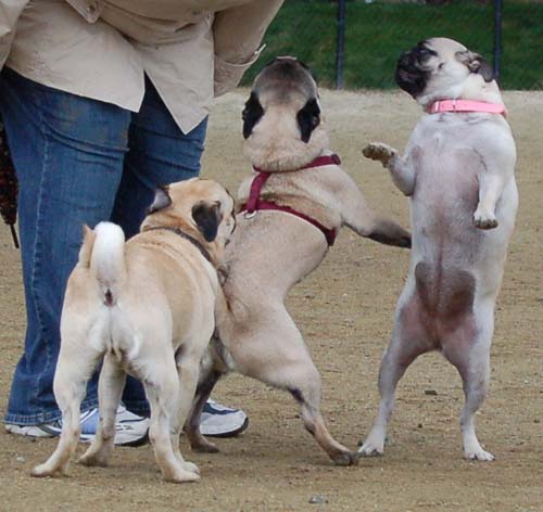 Wet Pugs - March 5, 2006