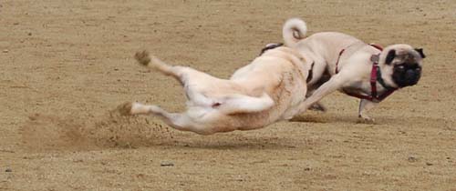 Wet Pugs - March 5, 2006