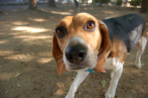 Happy Puppies!!! at Toby's Party!!!