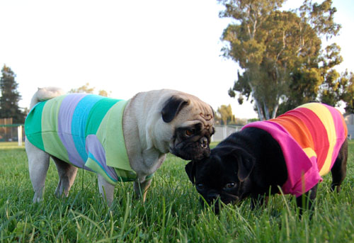 Sheba and Rio - May 1, 2006- April 30, 2006