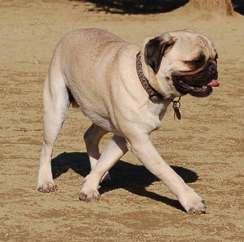 Pugs - February 19, 2006