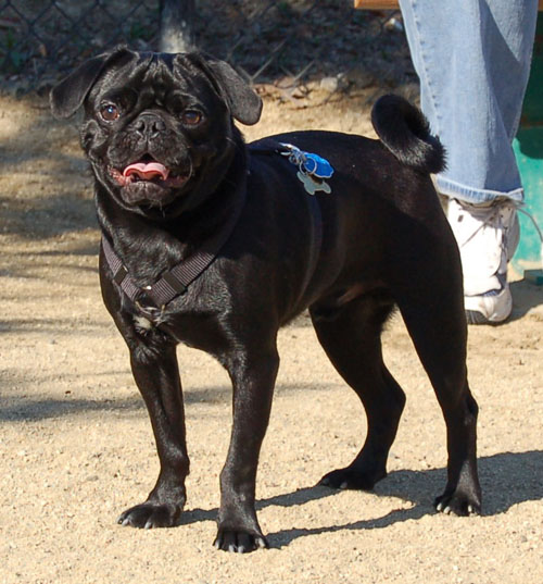 Smiling Pugs - February 19, 2006