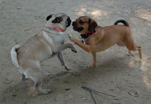 Honey and Sheba Chasing Fun