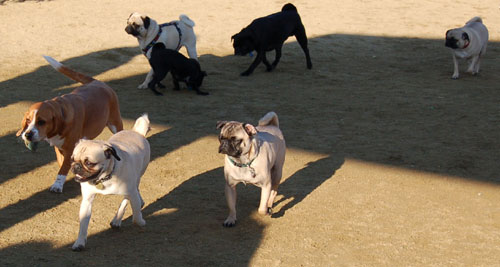 Pugs - February 19, 2006