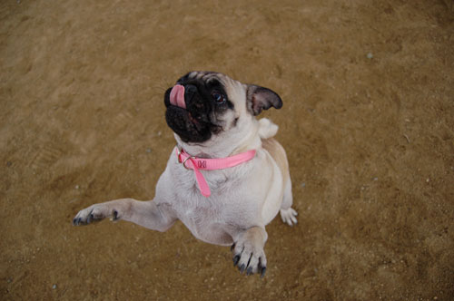 Pug and Hugs - February 26, 2006
