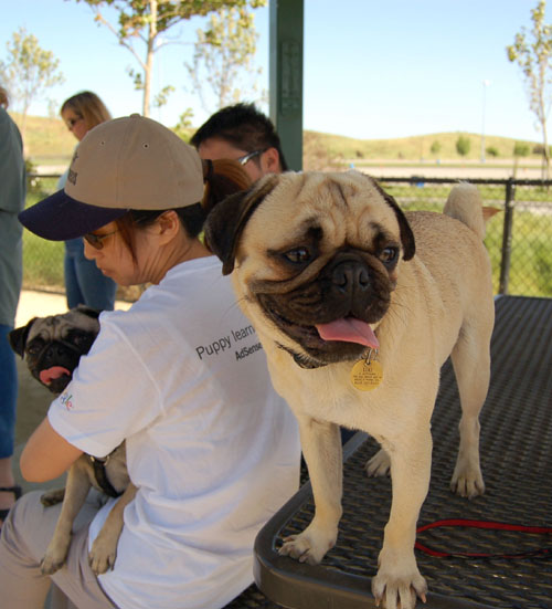 Mountain View Dog Park - April 30, 2006