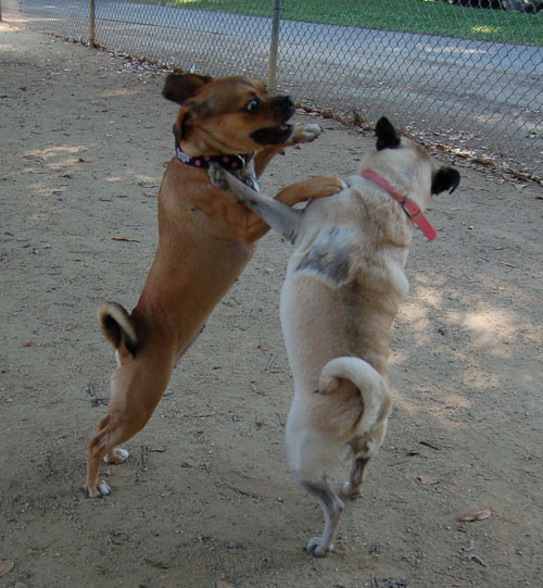Honey and Sheba Chasing Fun