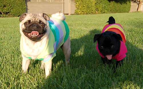 Sheba and Rio - May 1, 2006