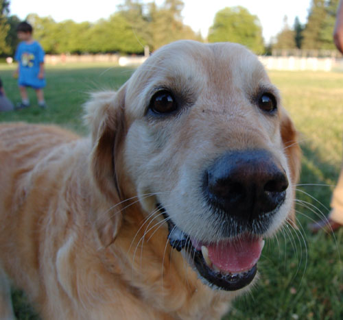Pug and Hugs - Palo Alto Dog Park Fun with Sheba, Rio and the Gang