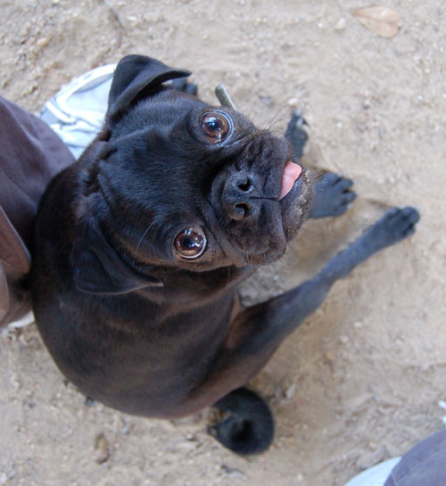 Happy Puppies!!! at Toby's Party!!!