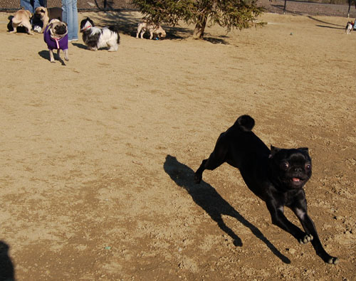 Chases - February 19, 2006