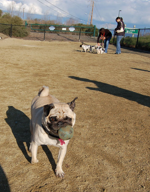 Pugs - February 19, 2006