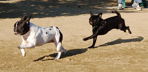 Chases - February 19, 2006