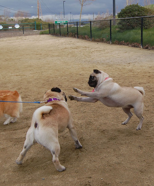 Mountain View Hug Pugs - March 12, 2006