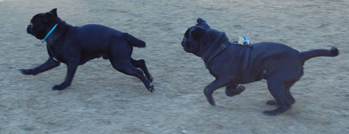 Chases - February 19, 2006