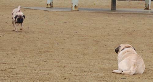 Wet Pugs - March 5, 2006