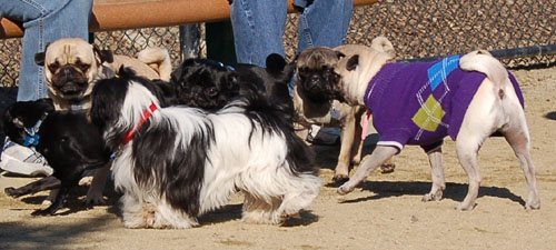 Pugs - February 19, 2006