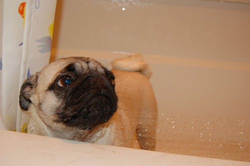 Sheba and takes a bath after playing in the Mud