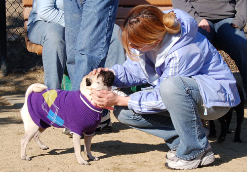 Little Sheba the Hug Pug - February 19, 2006