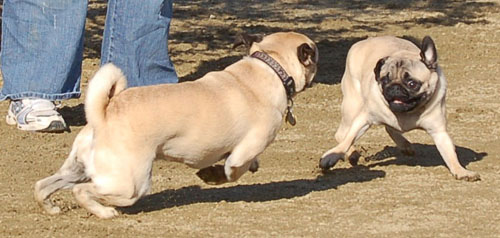 Mountain View Hug Pugs - March 12, 2006