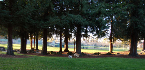 Sheba and Daisy playing in the Mud